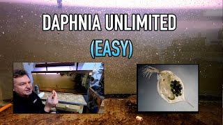 How I Raise Daphnia Water Fleas And You Can Too [upl. by Vinni]