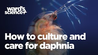 Caring and Culturing for Daphnia [upl. by Ahsenal]