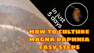 How to Culture Magna Daphnia Easily [upl. by Rhiamon]