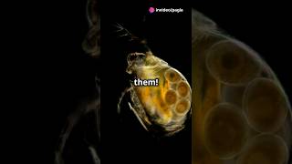 How to culture Daphnia for your Aquarium [upl. by Salomone]