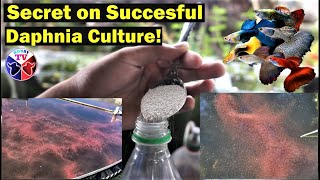 How to Culture Daphnia Successfully [upl. by Searle]