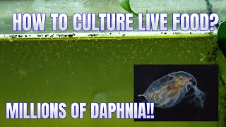 How to Culture Daphnia Secret Method to Breed MILLIONS  Simply Aquatic [upl. by Annabella770]