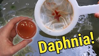 How I Culture Daphnia In Outdoor Tubs [upl. by Ellehcal187]