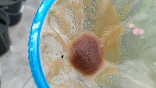 How to culture daphnia moina in a small container Part 1 English Subtitle [upl. by Artapoelc]