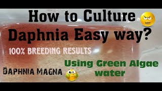 Daphnia MagnaHow to Culture Daphnia Easy wayCulturing Daphnia using Green water Daphnia [upl. by Ykciv]