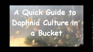 How to culture daphnia outside [upl. by Ayotnom]