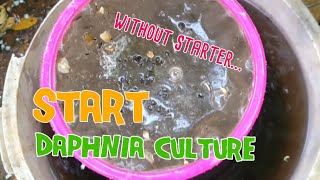 How to culture daphnia moina the easy way 1  Starting the Daphnia culture [upl. by Godred]