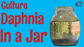 How to Culture Daphnia in a Jar [upl. by Eserehc115]