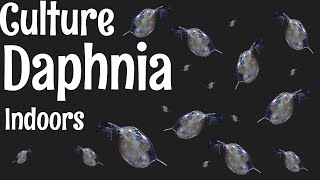 How to Culture Daphnia [upl. by Attenrev841]