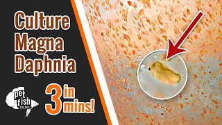 How to culture DAPHNIA MAGNA  The easy way [upl. by Enelrae996]