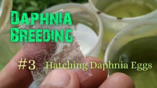 Daphnia Culture made simple and easy 3  Hatching Daphnia eggs [upl. by Tarah]