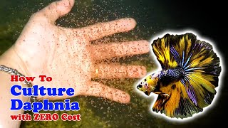 How to Culture Daphnia with ZERO Cost  Unlimited Live Food For Our Fish [upl. by Philana408]