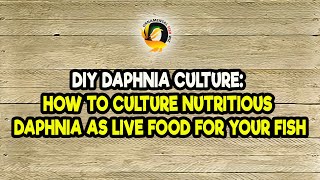 DIY Daphnia Culture How to Culture Nutritious Daphnia as Live Food for Your Fish [upl. by Lenad]