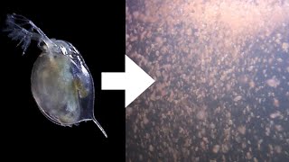 How I Culture Daphnia [upl. by Vange638]