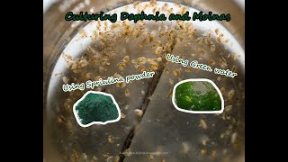 How To Culture Daphnia and Moinas using Green Water Spirulina powder [upl. by Eno]