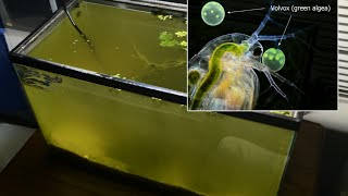 Raising Daphnia for the Freshwater Aquarium [upl. by Sirtimed]