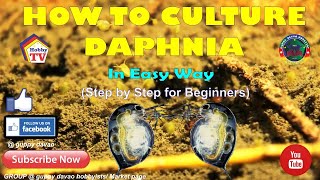 HOW TO CULTURE DAPHNIA In Easy Way [upl. by Arraik]